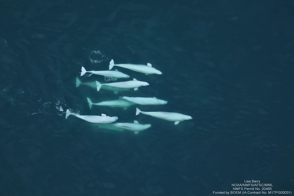 Beluga Whales, Kinship, Arctic, Social Networks, Family Ties, Complex Groupings 