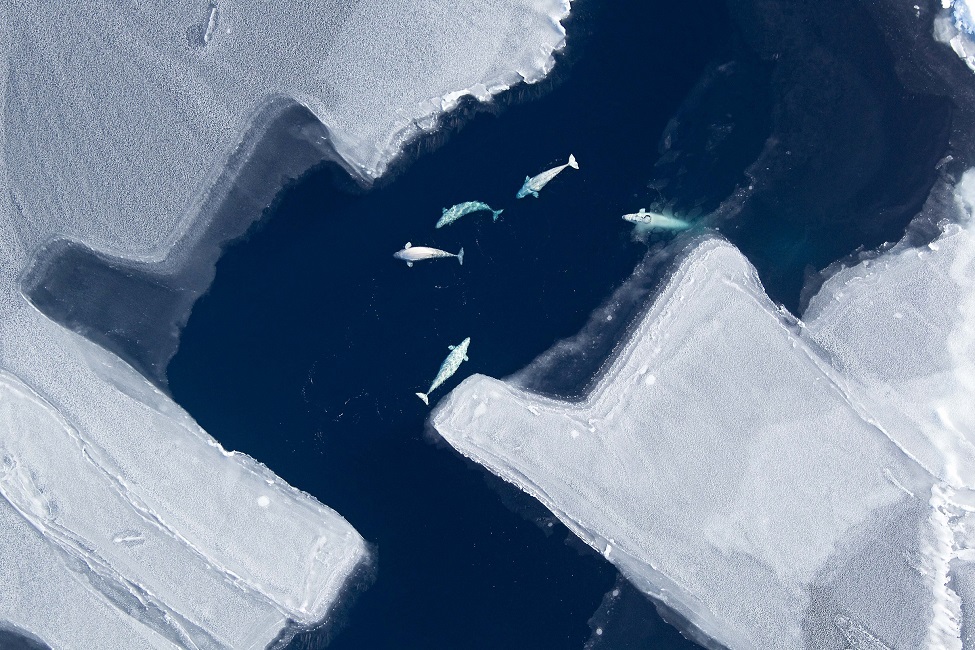 Climate Warming and Melting Sea Ice Impacts on Arctic Whales