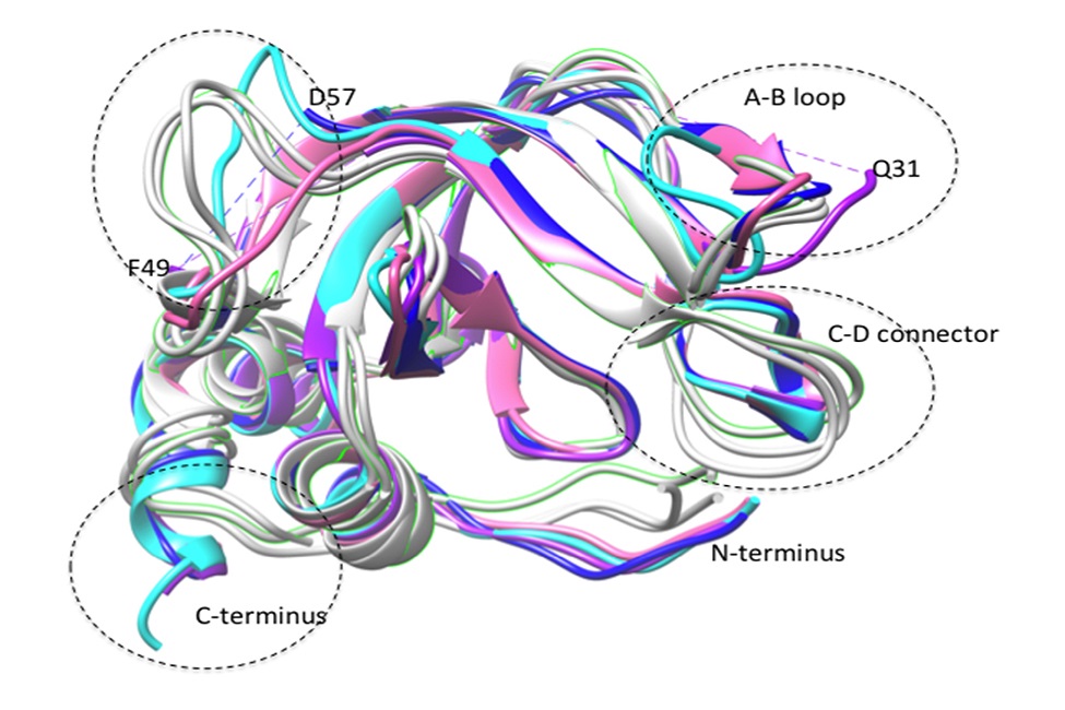 Engineered Protein May Be New Approach to Treat Cancer