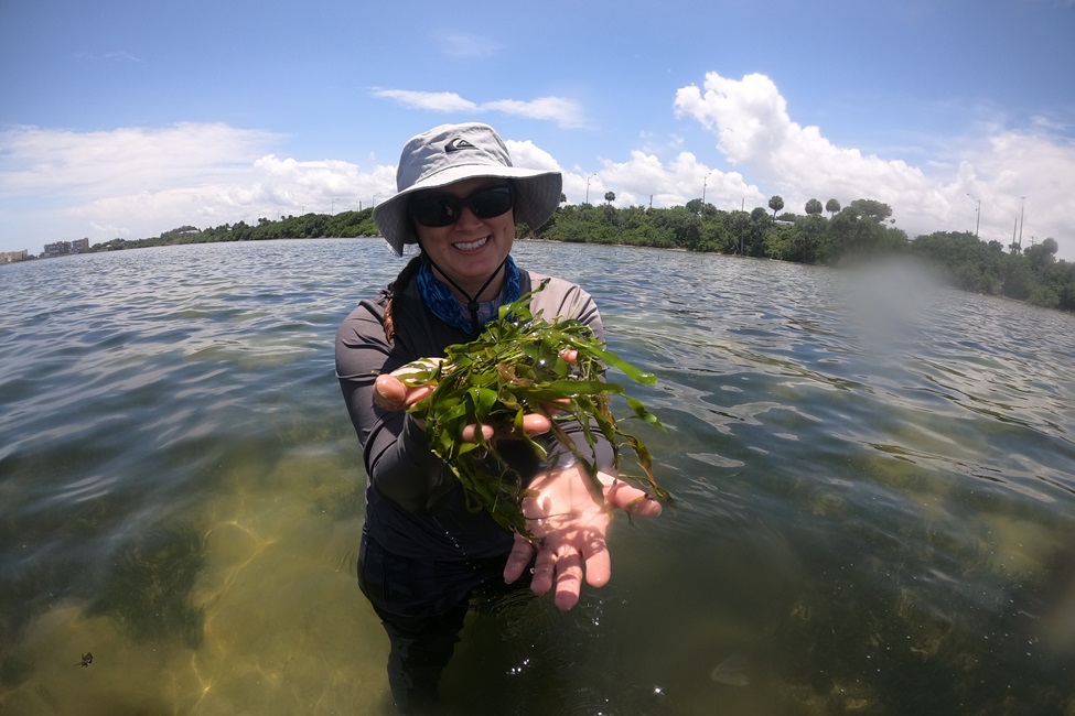 Rachel Brewton, Ph.D., first author and a research scientist at FAU Harbor Branch, holding the green macroalga Caulerpa prolifera 