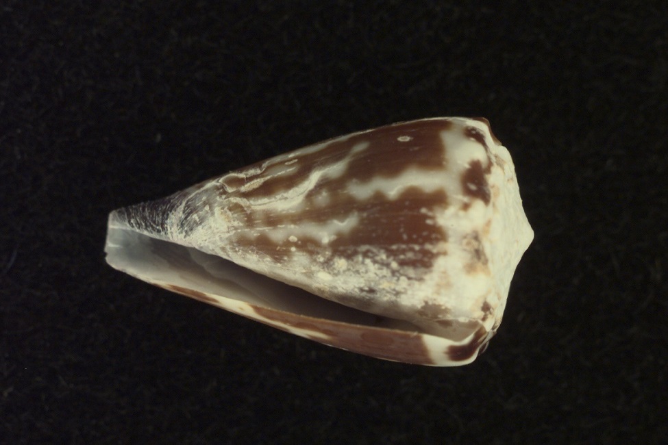 Cone Snail, Venom, Malaria, COVID-19, Blockage Therapies, Anti-adhesion Drugs, Conotoxins, Emerging Diseases, Pathology