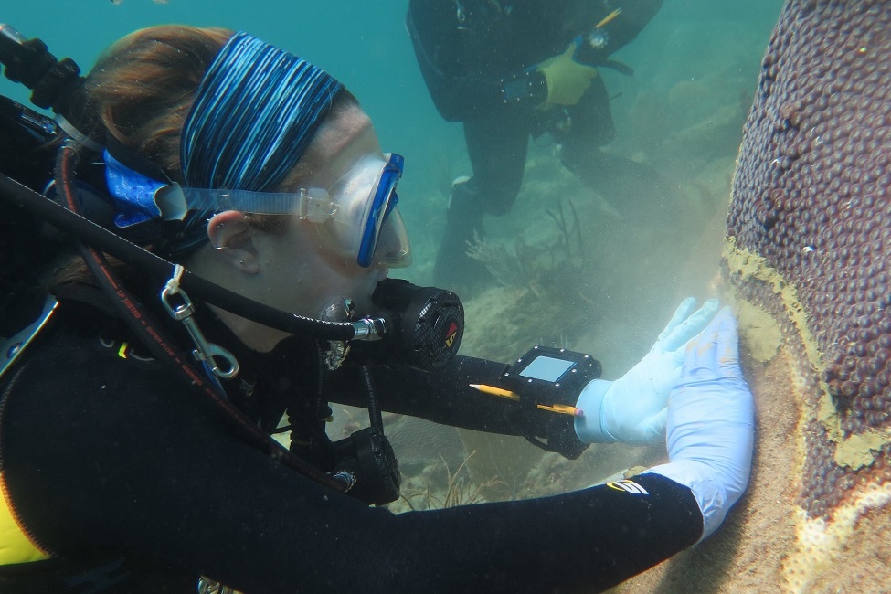 Environment, Florida, Florida Coral Reefs, Stony Corals, Coral Disease Lesions, Antibiotic, Amoxicillin, Coral Tissue Loss Disease, Coral Colonies