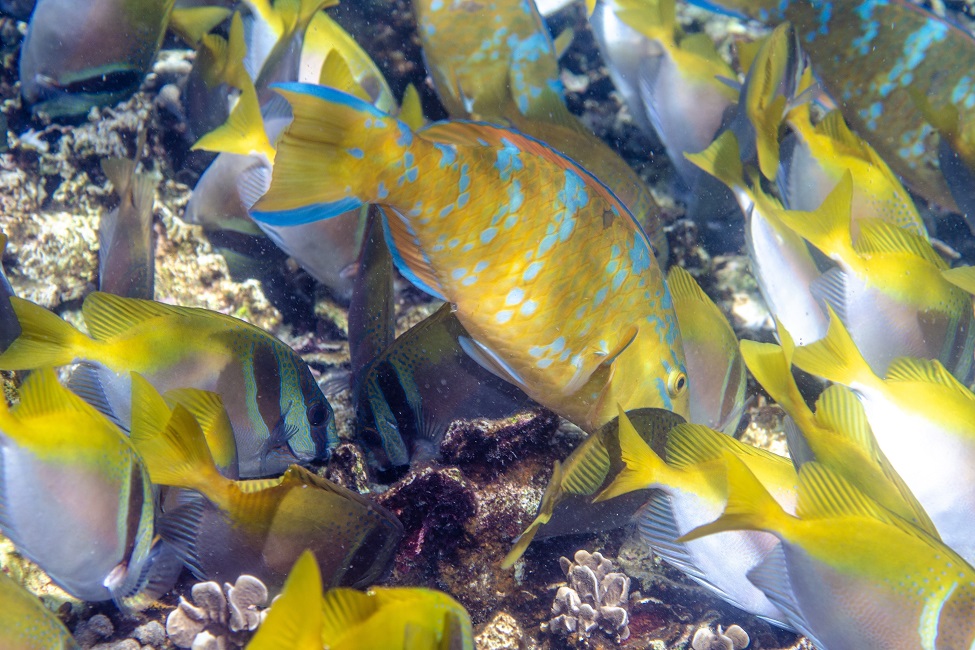Fish in Coral Reef 