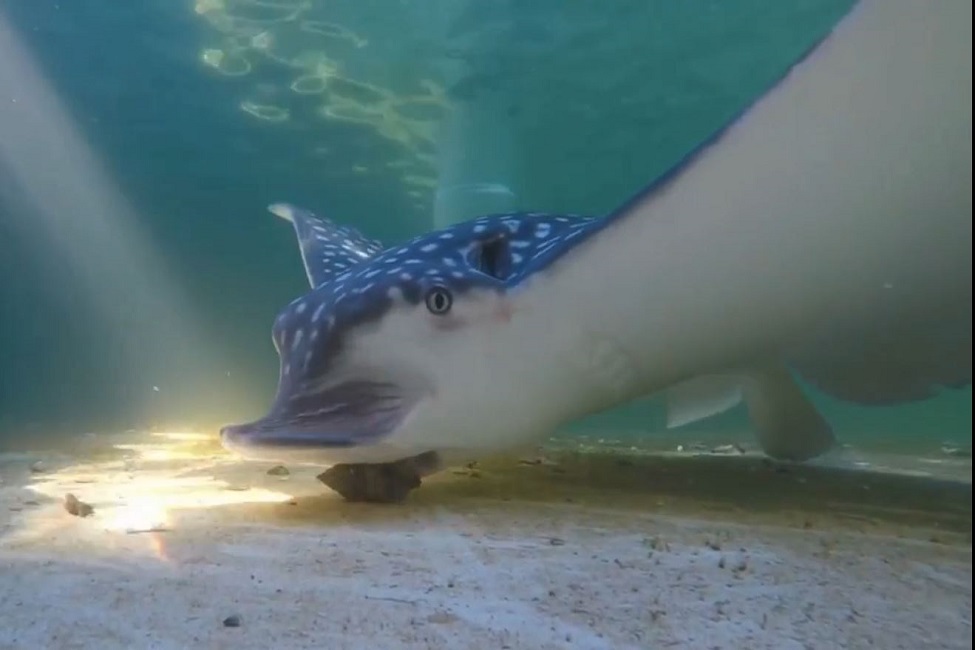 Whitespotted Eagle Ray, DNA, Feeding, Dining, Feeding Patterns, Crunching, U.S. Coastal Waters 