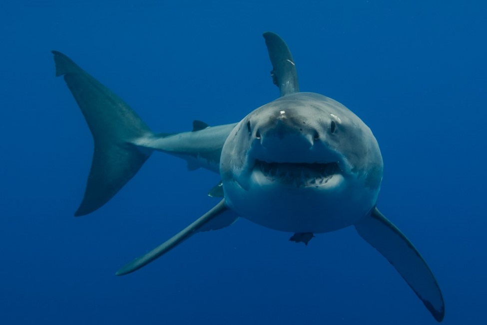Great White Shark, Sharks, Marine Science