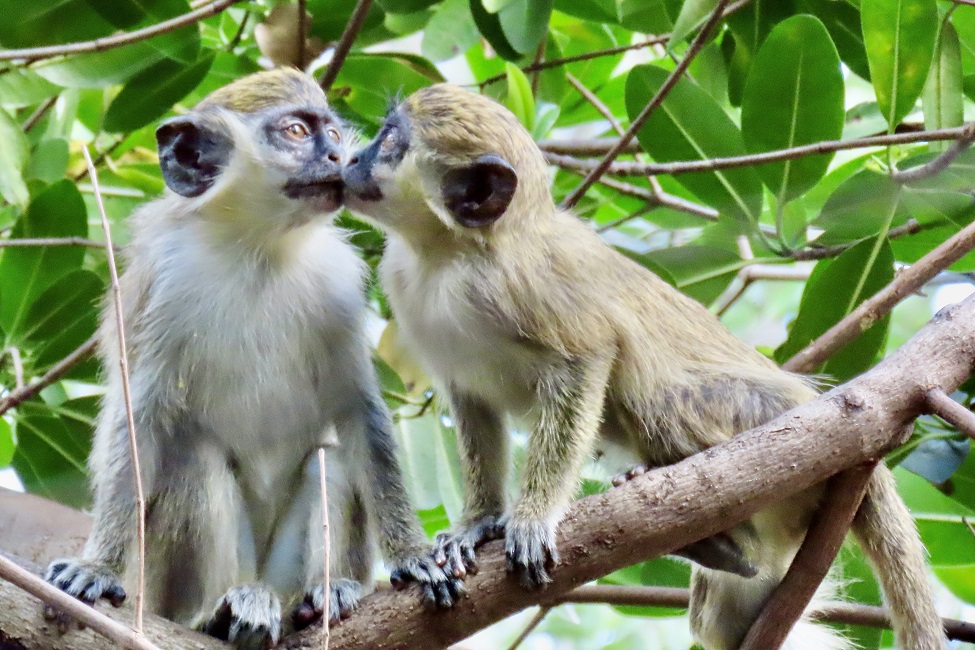 Colony of monkeys living in mangroves near Florida airport delight