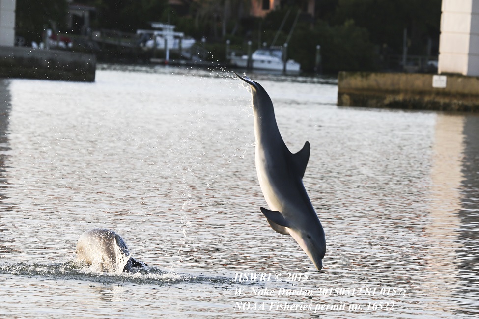 Dolphins, Indian River Lagoon, Satellite Tagging, Satellite Telemetry, Harbor Branch Oceanographic Institute