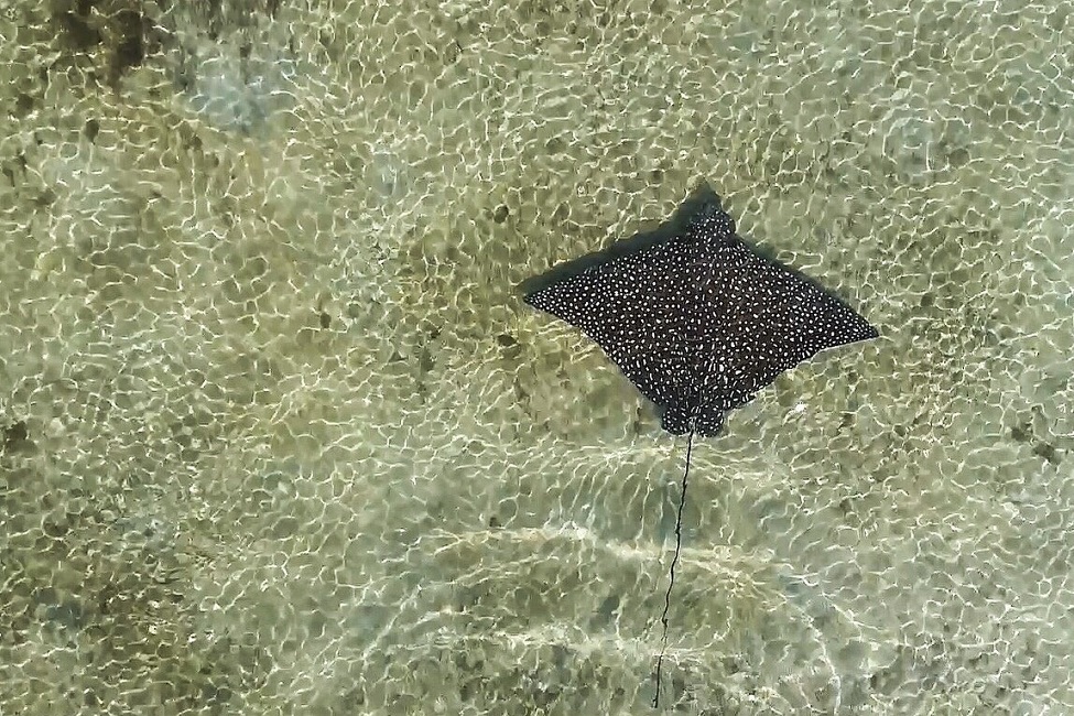 Whitespotted Eagle Ray, Marine Science, Rays, Habitat Use, Ecology, Conservation, Environment, Near Threatened Species, Florida, Indian River Lagoon, Environmental Threats