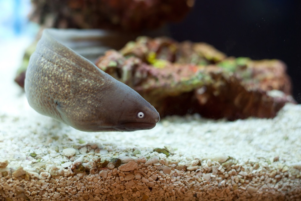 Eel, Teleost Fish, Elopomorpha Species, Moray Eel