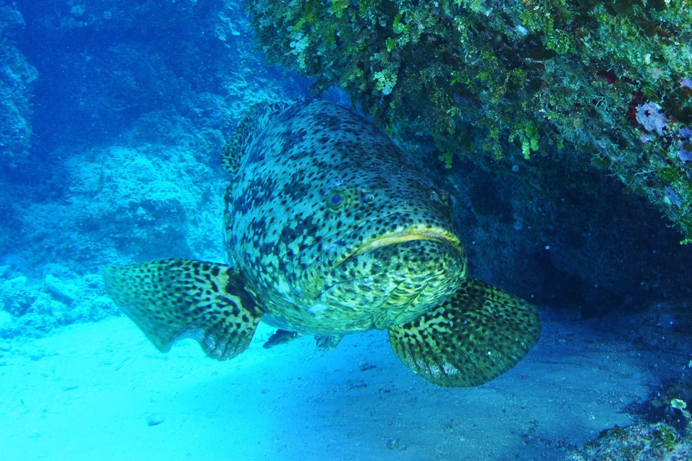 Goliath Grouper, Undersea Surveillance, Acoustic Monitoring,  U.S. Defense Advanced Research Projects Agency, Monitoring Technologies