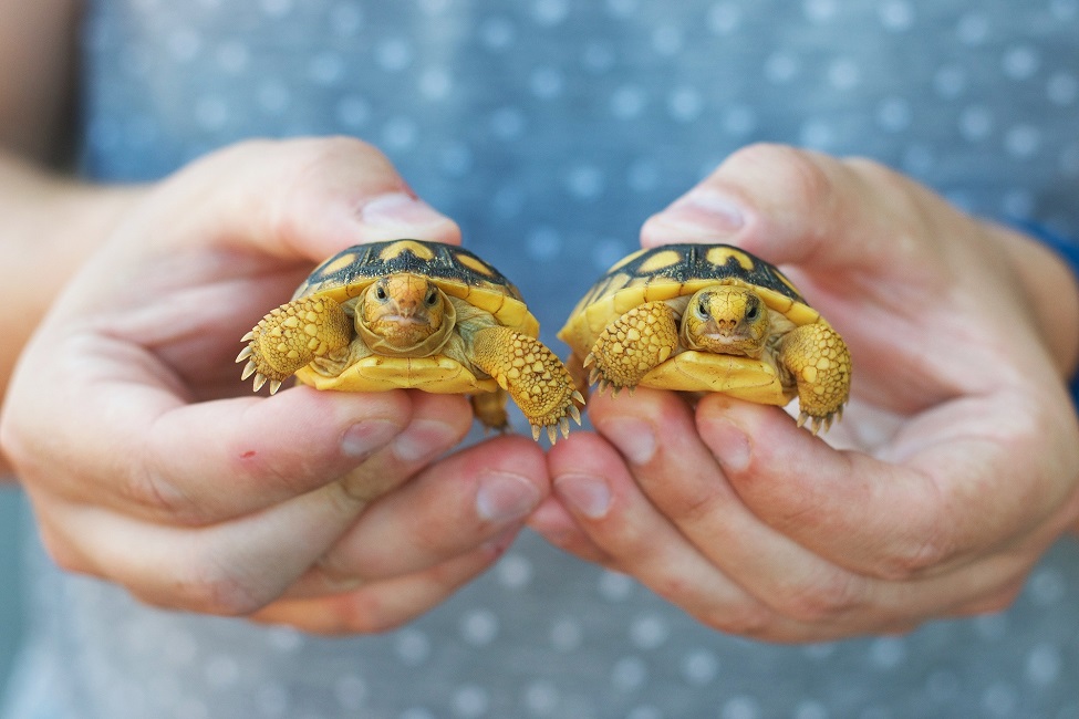 Researchers assessed the health of gopher tortoises, including these two hatchlings, at two sites in southeastern Florida (Photo credit: Bethany Augliere)