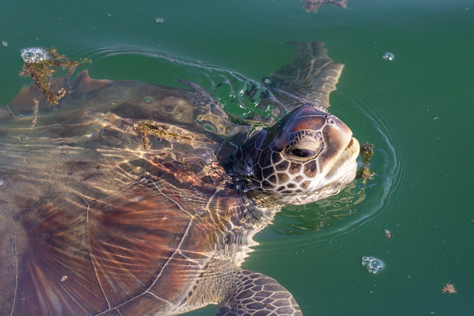 Green Sea Turtle, Indian River Lagoon, Estuary, Pollution, Immune Function, Tumors, Green Turtle Fibropapillomatosis, Molecular Study, Biology