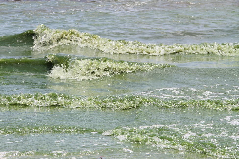Harmful Algal Blooms, Health, Grant, Florida Department of Health, COVID-19, Red Tide, Blue Green Algae, Florida, Cape Coral, Clewiston, Stuart, Study Population 