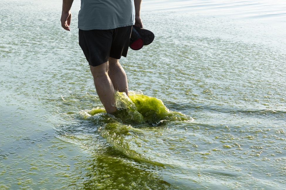 Newswise: FAU Receives Florida Department of Health Grant to Study Health Effects of Harmful Algal Blooms