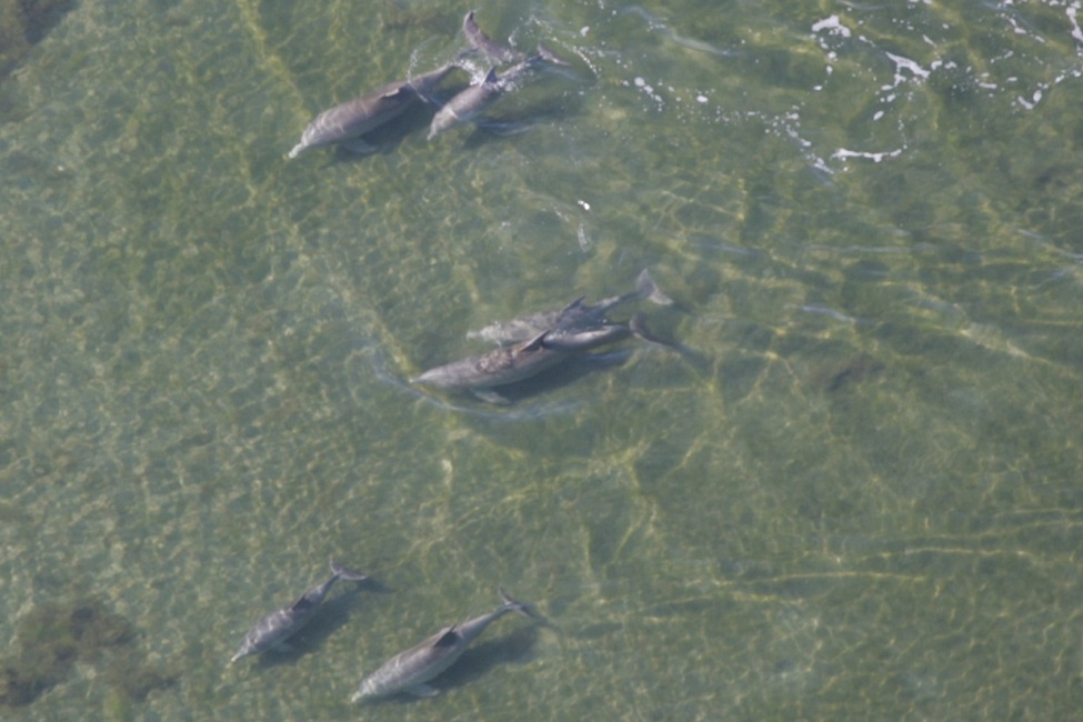 Dolphins, Bottlenose Dolphins, Indian River Lagoon, FAU's Harbor Branch Oceanographic Institute, Pathogens, Environment  