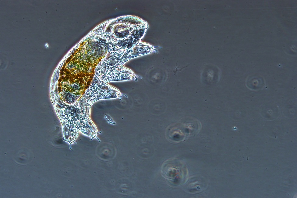Instagram, Microbiology, Communicating Science, Water Bear, Tardigrade, Microscope, Microscopic 