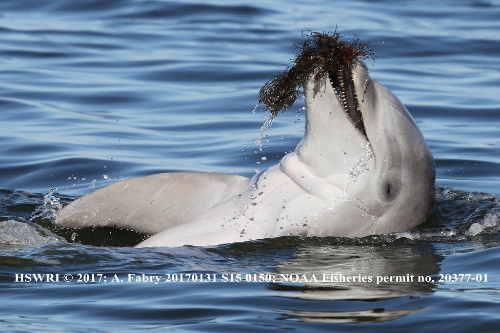 Bottlenose Dolphins, Indian River Lagoon, Seagrass, Juvenile Dolphin, Radio-tracking