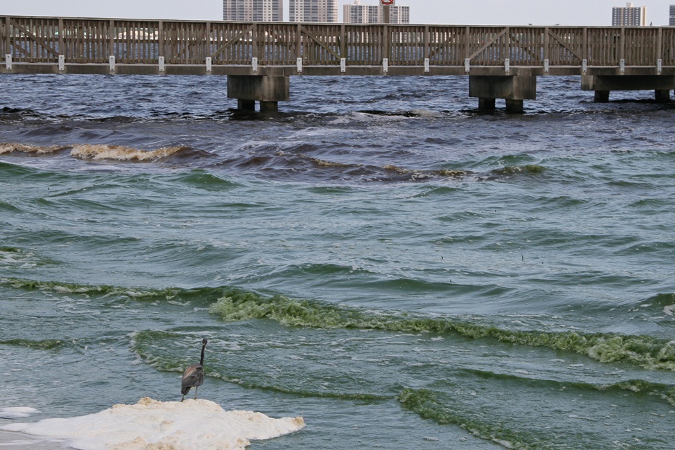 Lake Okeechobee, Harmful Algal Blooms