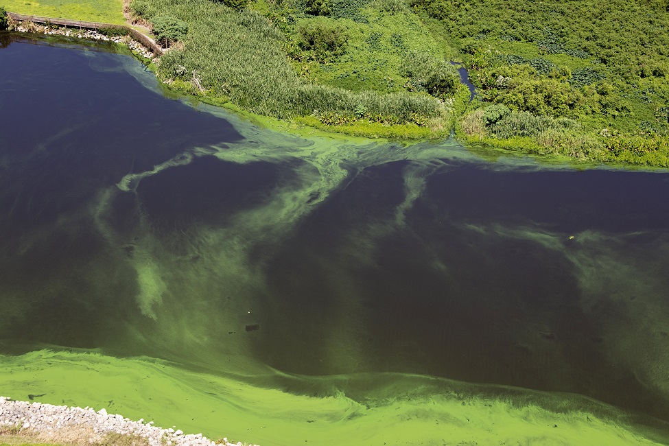 Lake Okeechobee, Harmful Algal Blooms, Monitoring Blooms, Florida Department of Environmental Protection, Grant