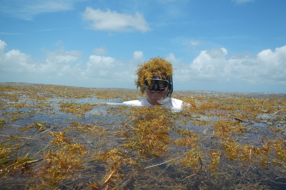 Sargassum, Seaweed, Gulf of Mexico, Florida Keys, FAU's Harbor Branch, Environment, Climate Change 