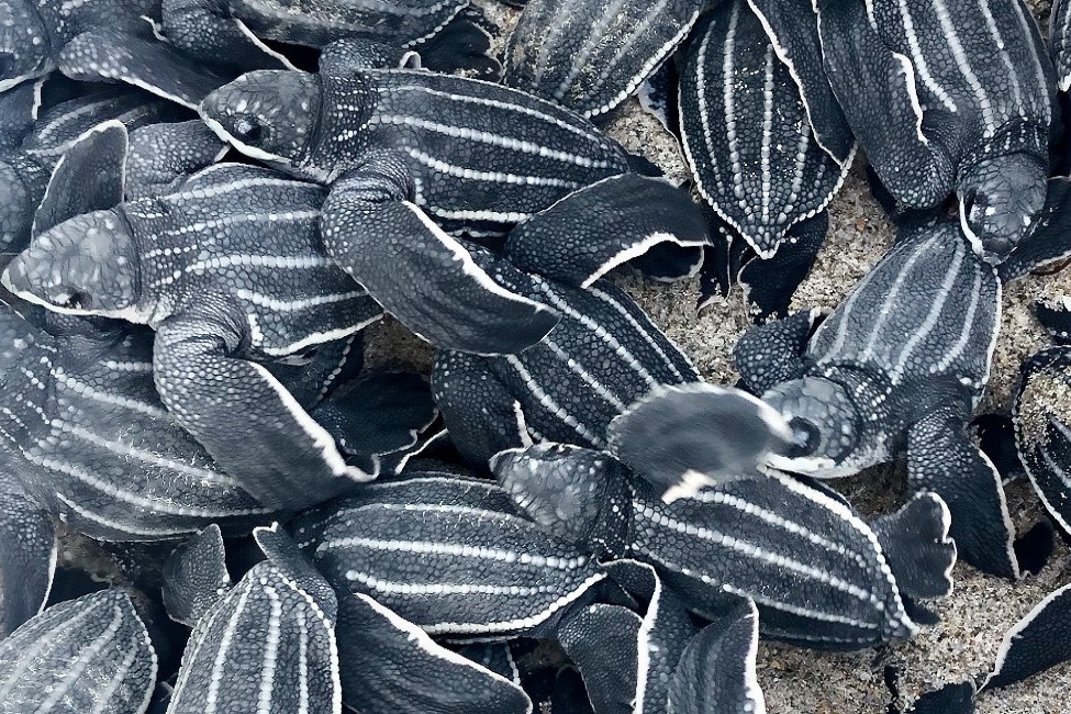 Leatherback marine turtle hatchlings 