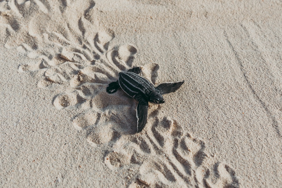 Leatherback Hatchling, Sea Turtle, Beach, Florida