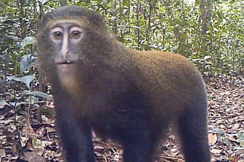 FAU Camera Traps Uncover Mysterious Lesula Monkey s Business FAU Camera Traps Uncover Mysterious Lesula Monkey s Business