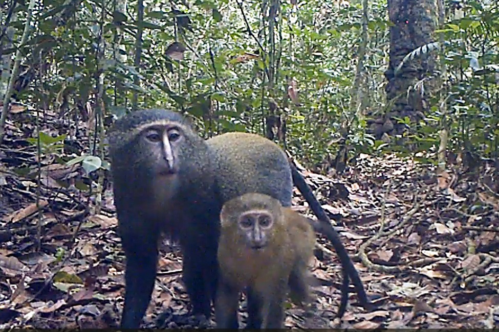 FAU Camera Traps Uncover Mysterious Lesula Monkey s Business FAU Camera Traps Uncover Mysterious Lesula Monkey s Business