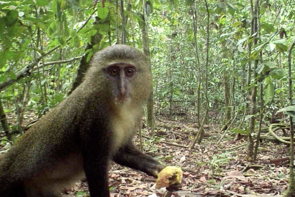 Secretive and colorful dryas monkey isn't as rare as once thought