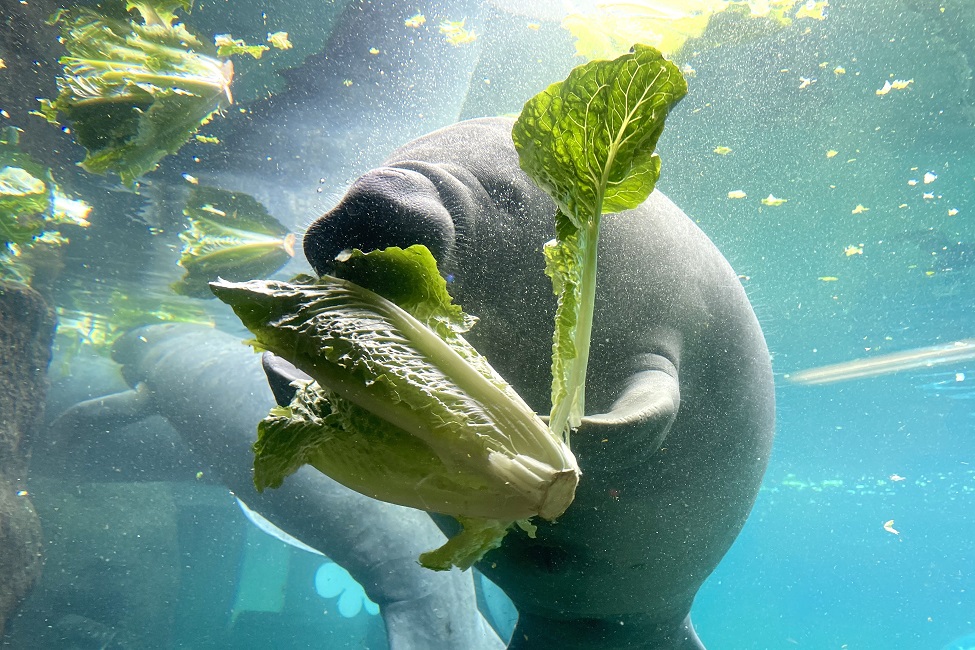 Manatee, Romaine Lettuce, Florida Indian River Lagoon, Starvation, Conservation, Seagrass, Harmful Algal Blooms 