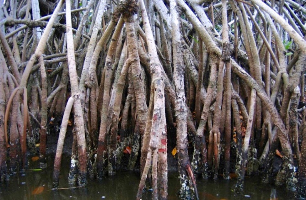 Sea Level Rise, Climate Change, Mangrove Trees, Coastal Areas, Tropics and Subtropics, Mangrove Tree Roots 