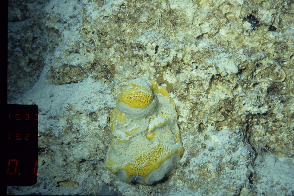 Marine Sponge May Provide Antibacterial Solutions for MRSA