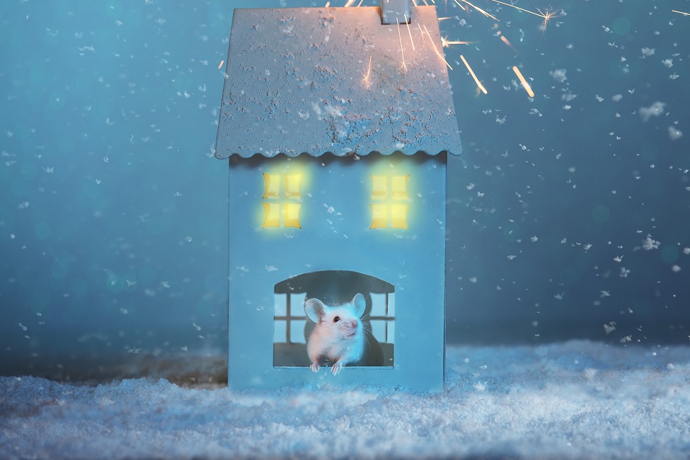 Dopamine Surge Reveals How Even for Mice, 'There's No Place Like Home'