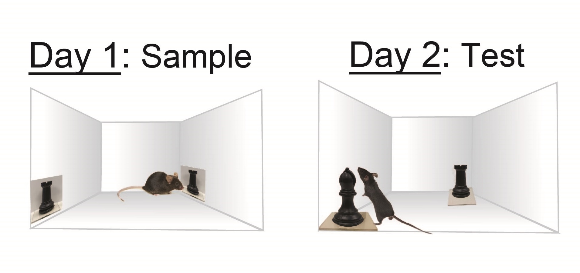 mouse recall study