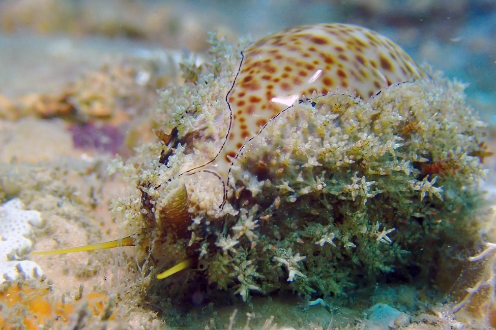 Sea Snail, Mollusk, Naria turdus, Lake Worth Lagoon, Stowaway, South Florida