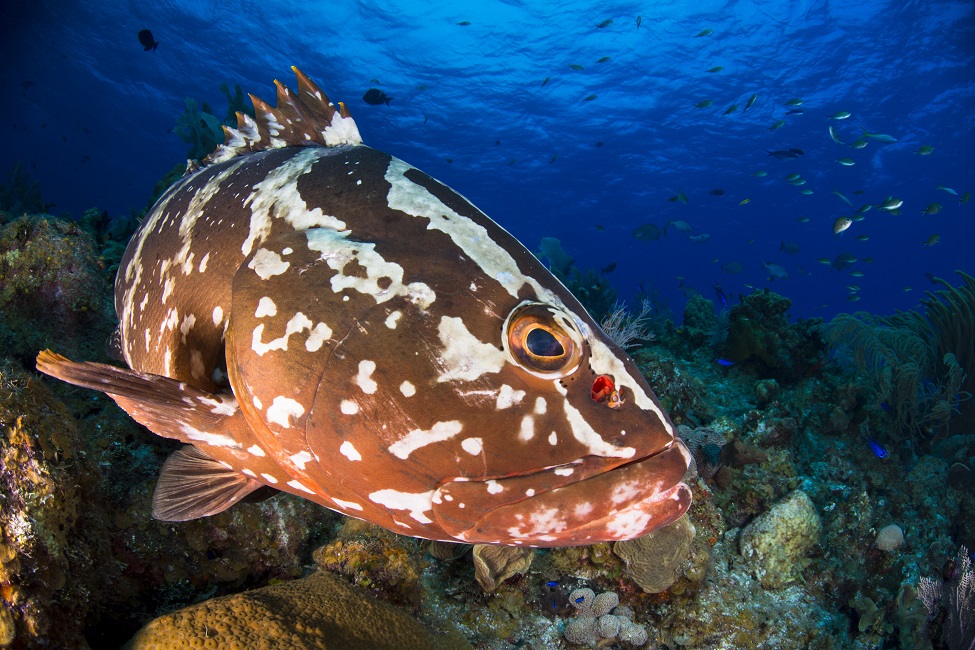 Groupers, Endangered Species, Acoustic Monitoring Systems, Deep Neural Networks, Marine Science, Engineering, Nassau Grouper 