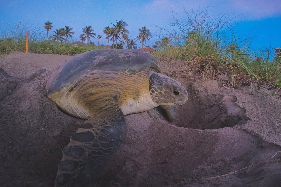 Nesting Sea Turtles, World Sea Turtle Day, Green Sea Turtles, Epidemiology, Health, Marine Science, Physiology, Biology, Juno Beach, Florida, Health Analysis