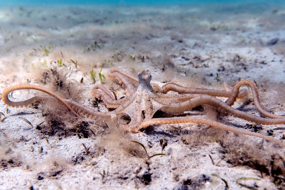 Octopus, Longarm Octopus, Marine Animals, Animal Behavior, Active Video, Remote Video, Foraging, Diet, Activity, Florida Lagoon, High Density, Coexist, Long-term Study