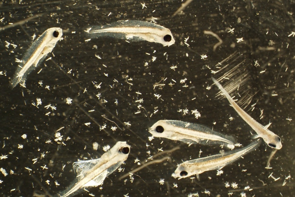 Florida Pompano, Larvae, Microscope, Aquaculture, Juvenile Fish