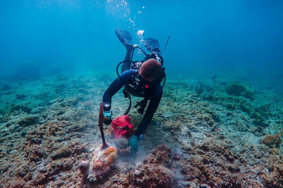 Alex Modys, Ph.D., diving at the coral death assemblage in Pompano Ridge and digging up a subfossil coral, Orbicella annularis. (Photo credit: Anton Olenik, Ph.D., Florida Atlantic University)