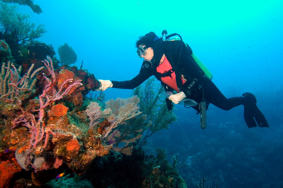 Scuba Diving, Marine Sponges, Novel Drug Compounds, Medicine from the Sea, Marine Science, Biomass, Bioactive Metabolites, Sponge Cell Lines, Production, 3D 