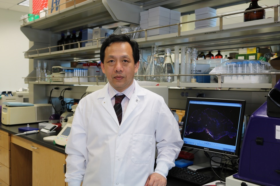 Ning Quan, FAU Brain Institute, FAU Schmidt College of Medicine, Neuroscience, Neurodegenerative Disorders, Research
