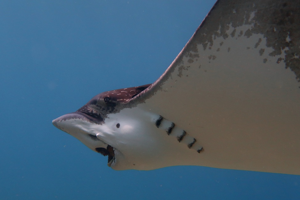 Whitespotted Eagle Ray
