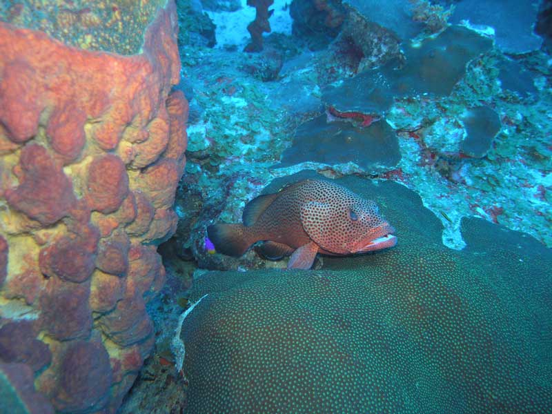 That's Amoré: Ocean Drone Identifies Grouper Mating Calls