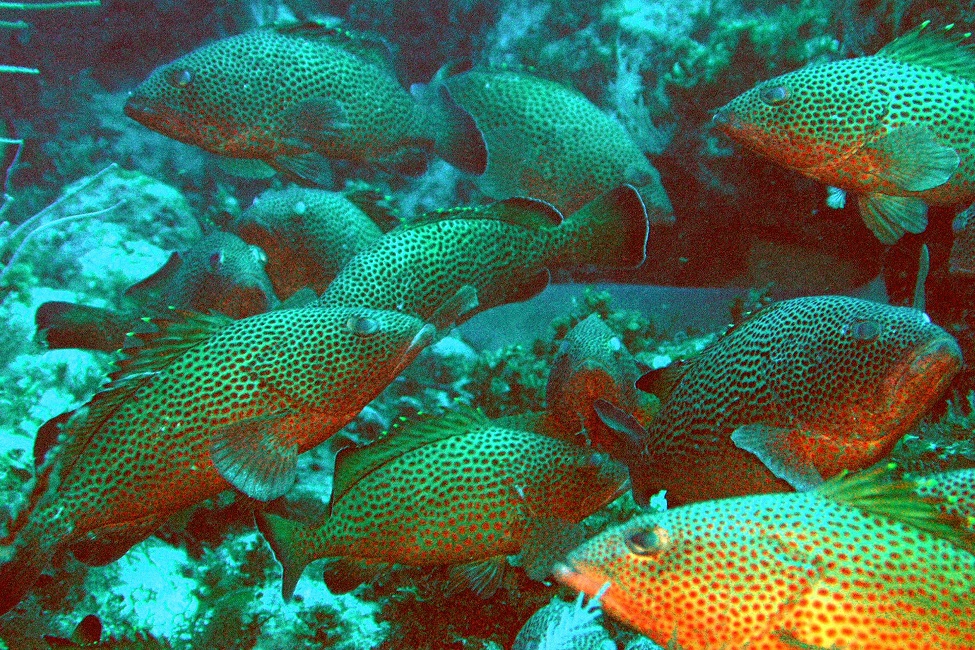 Red Hind Groupers, Fish, Puerto Rico, U.S. Caribbean