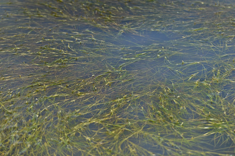 Seagrass