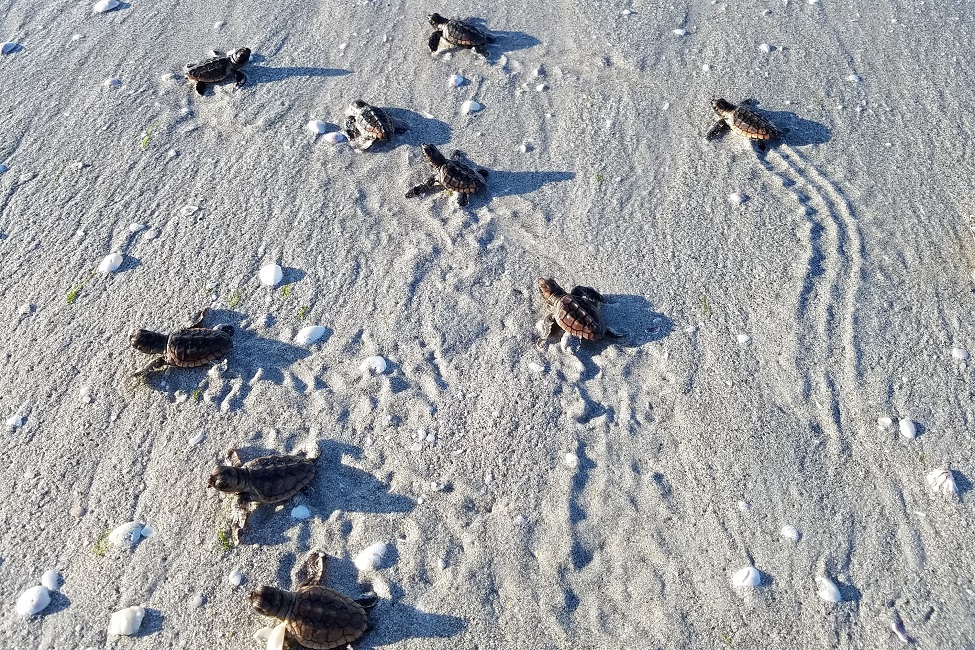 Sea Turtles, Sanibel Island, Southwestern Florida, Turtle Populations, Caretta, Caretta, Loggerhead Sea Turtles, Biological Sciences, Marine Science, Breeding 