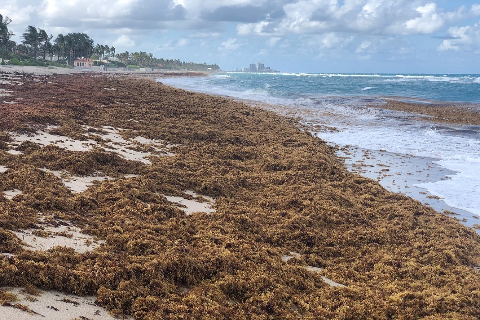 Sargassum, Seaweed, Nitrogen, Harmful Algal Blooms, Pollution, Beaches, Palm Beach County, Chemistry, Dead Zone, Sewage, Coastal Ecosystems, Marine Science, Nutrient Pollution, Environment