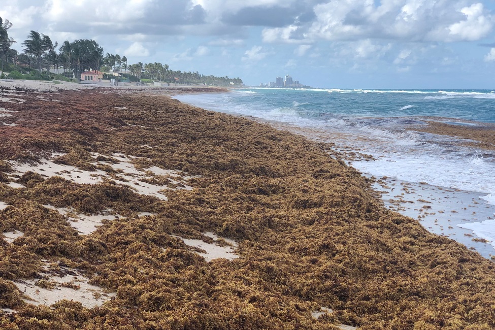 Beach, Sargassum, Seaweed, Brown Microalgae, Vibrio, Plastic Marine Debris, Public Health, Florida 