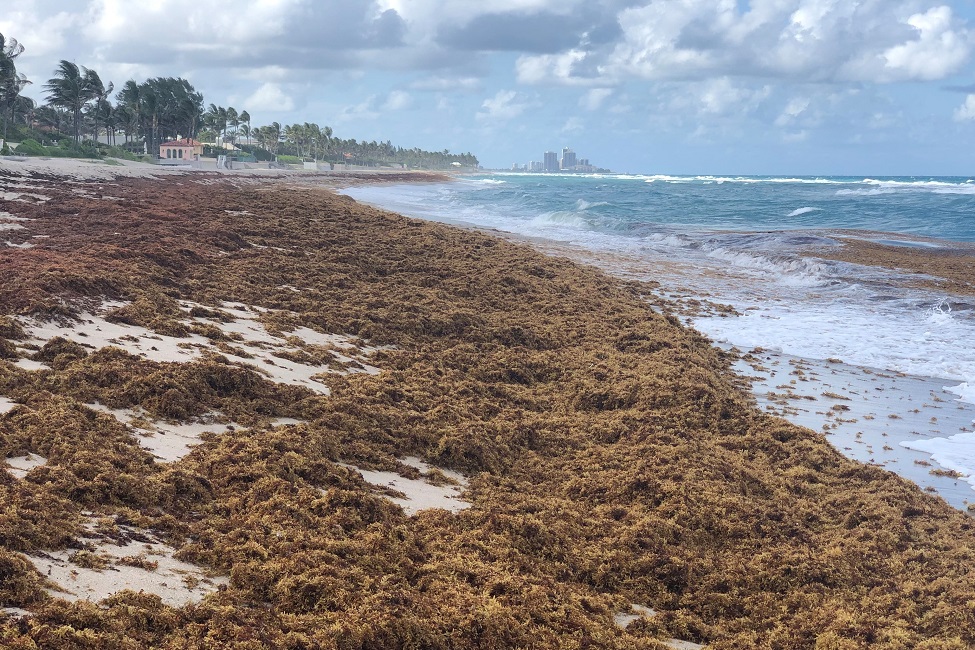 'Pathogen' Storm: Vibrio Bacteria, Sargassum and Plastic Marine Debris